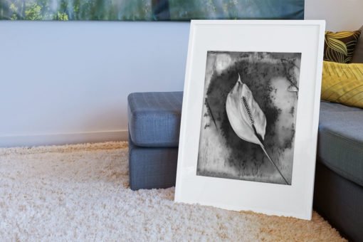 Calla-lily-print-photography-wall-art-galliani-collection-room-decor