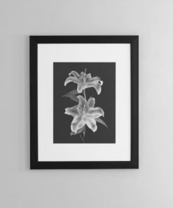 Double-Lily-print-photography-wall-art-galliani-collection-framed