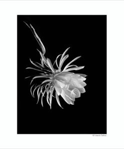 One Night Stand GALLIANI COLLECTION-WHITE FLOWER