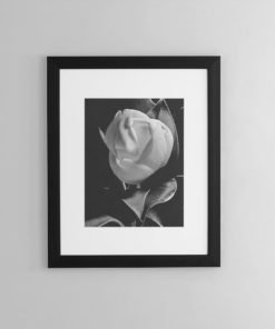 Magnolia-print-photography-wall-art-galliani-collection-framed