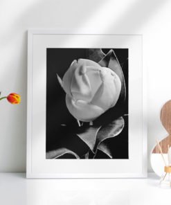 Magnolia-print-photography-wall-art-galliani-collection-home-decor