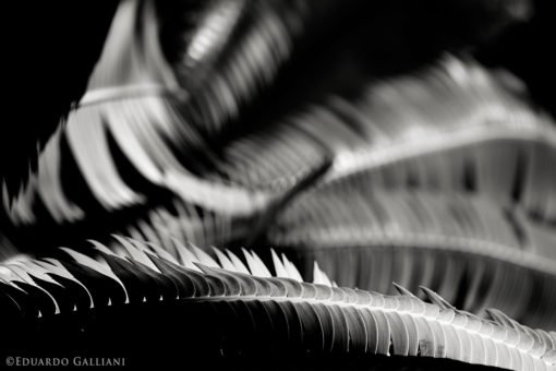 GALLIANI-Ferns-bw-2832